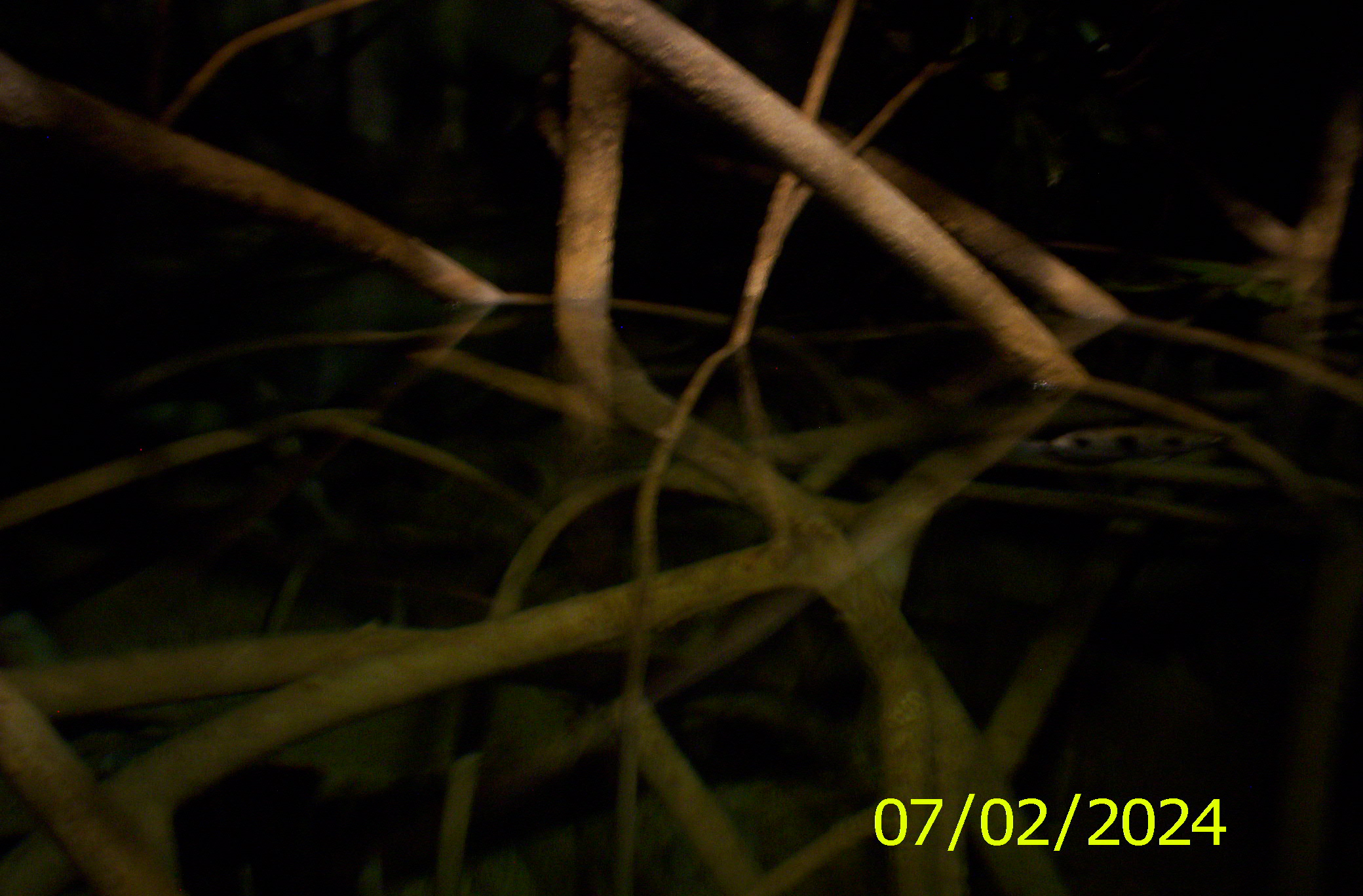 tree roots underwater